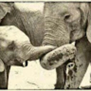 Meet your Posher, Nadine